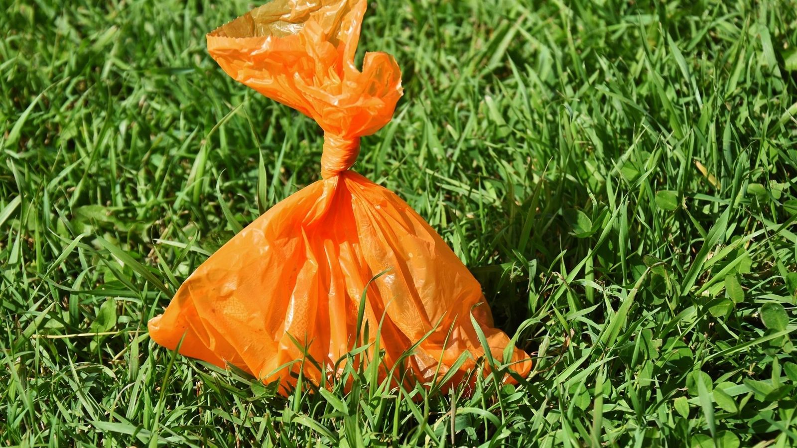 Cleanup bag in lawn during service