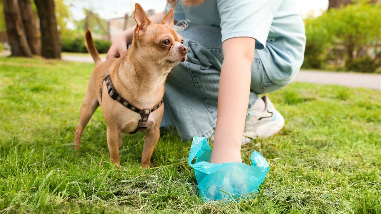 Dog poop removal service in backyard grass