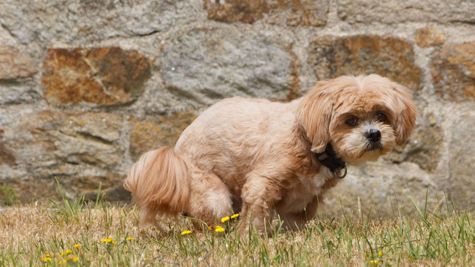 Backyard pet area cleanup