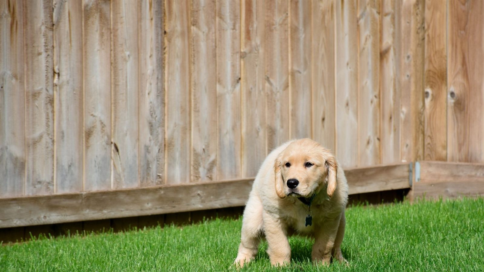 Puppy in backyard maintained with cleanup service
