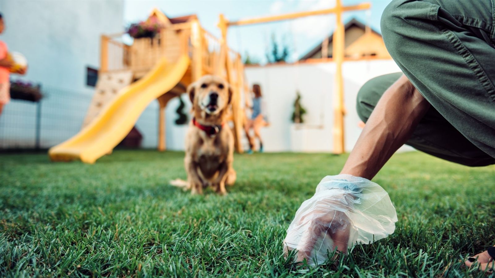 Small dog in maintained lawn