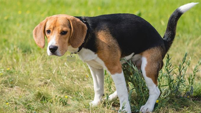 Pet waste removal service for residential yards
